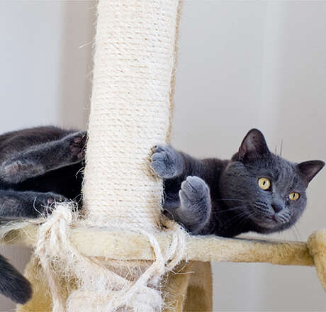 themenwelt bubblenavi kratzbaum 460x440